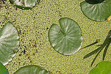 《过山车之星2》公布未来更新档内容 加入全新功能